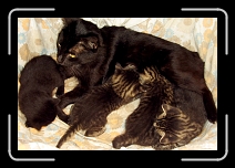 02 *  Aprile 2007 - Mirto e i suoi primi giorni di vita, con la sua mamma e i suoi fratellini * 600 x 400 * (228KB)